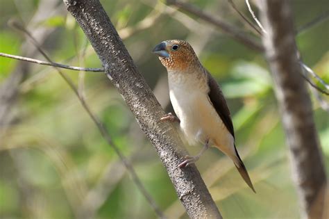 200 Birds Introduced Birds Of The Big Island Hawaii Song Birds