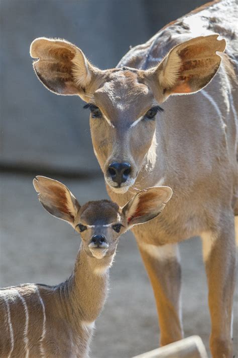 Baby Antelope Tumblr