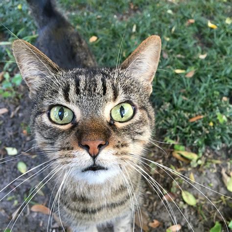 1920x1080 Wallpaper Macro Shot Of Brown Tabby Cat Peakpx