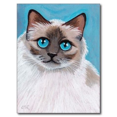 Blue Eyed Ragdoll Cat Portrait Postcard Zazzle Cat Portrait
