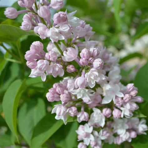Lilac Beauty Of Moscow Pine Lane Nursery