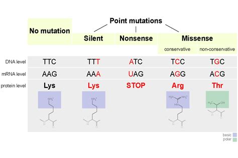 A T C And G Stand For In Dna Shakal Blog