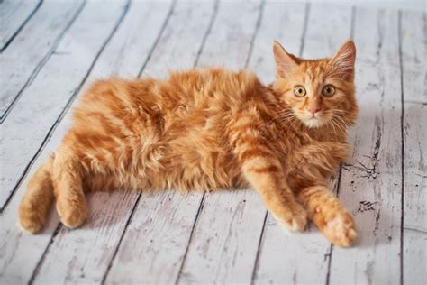 Can You Guess The Cat Breed From Its Kitten Picture Readers Digest