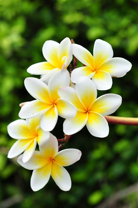 While plumerias dont like wet feet, they should be watered deeply when irrigated and then allowed to dry out some before watering again. Frangipani