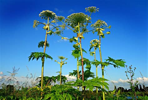 Giant Hogweed The Uks Most Dangerous Plant Wildscapes