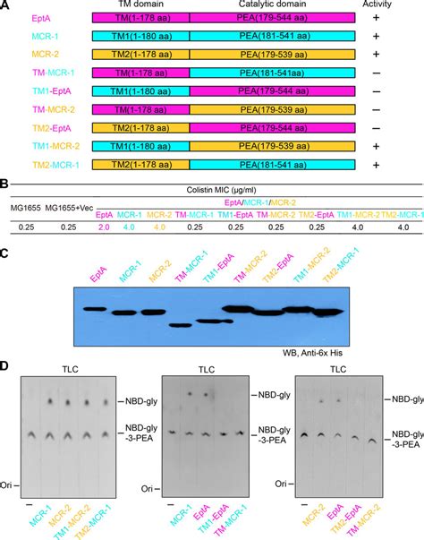 Comparative Analyses Of Hydrolytic Activities Of Mcr And Its