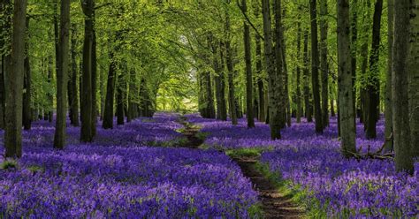 Take A Virtual Tour Of Englands Stunning Bluebell Covered Forests