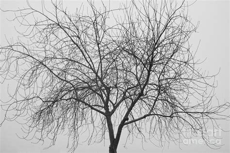 Tree Abstract In Black And White Photograph By James Bo Insogna