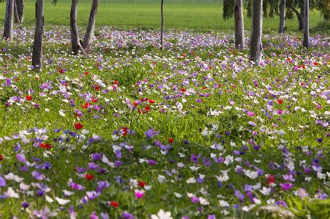 I've read what the talmud says, 10 measures of beauty descended on the world, nine were taken by. Israel - flowers in Galilee region | Garden view, Cool ...