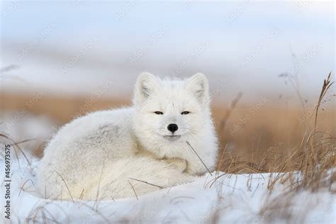 Arctic Fox In The Tundra