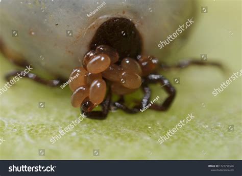 25 Imagens De Dog Tick Nest Imagens Fotos Stock E Vetores Shutterstock