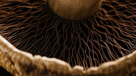 Mushroom Month - Bing Wallpaper Download