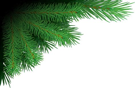 Christmas Tree Branch Png