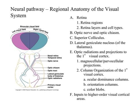 Anatomy Of The Visual System