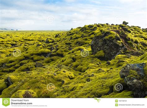 Icelandic Moss And Volcanic Rocks Iceland Stock Photo Image Of