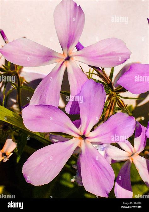 5 Petal Pink Flower ~ Flower