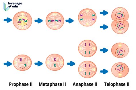 Meiosis Ii Stages And Significance Of Meiosisii Cell