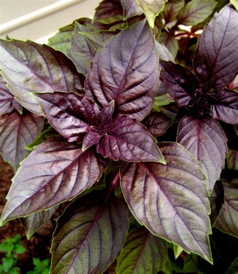 Maybe you would like to learn more about one of these? Ag Hag's Plants n' Rants: HERBS