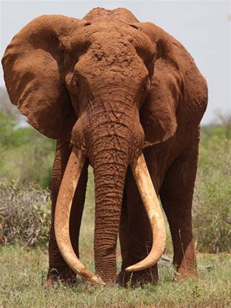 Satao The Iconic Tusker Elephant Is Killed By Poachers In Kenya The Independent
