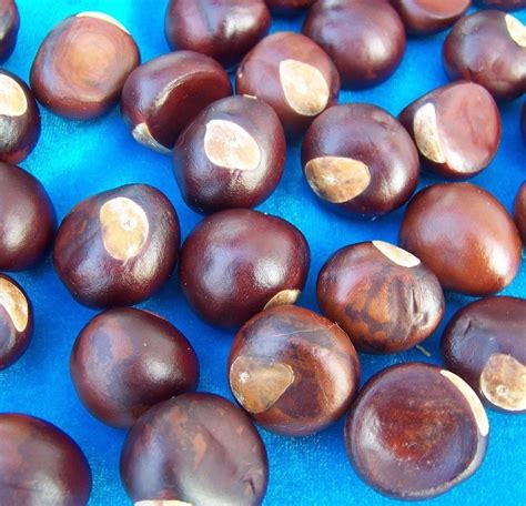 Ohio Buckeye Nuts Buy 10 25 50 Or 100 Dried 2017 Crop Lucky Beat