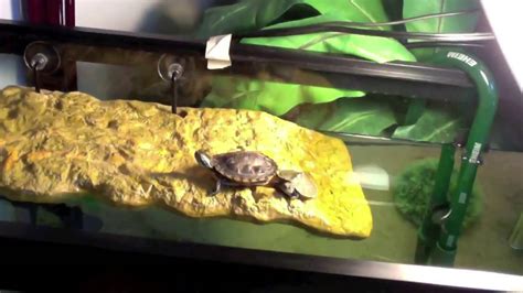 Eheim Fan Video 55 Gallon Turtle Tank Youtube