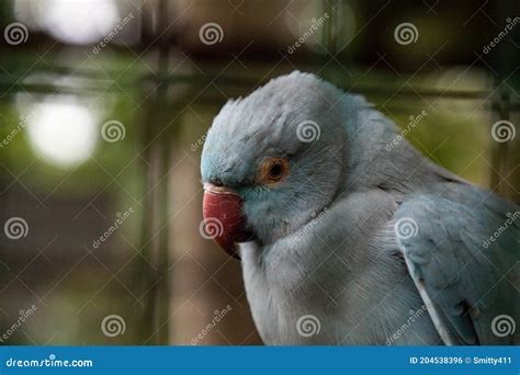 Blue Indian Ringneck Parakeet Psittacula Krameri Is A Morph Stock Photo