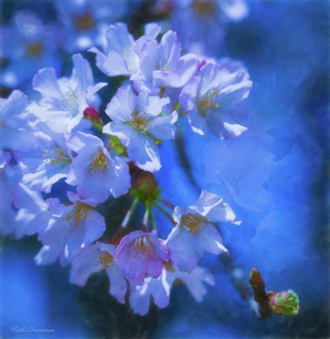 Cherry Blossoms On Blue Photograph By Kathi Isserman Fine Art America