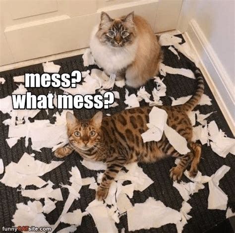 Top Memes Of The Week Cheezburger Users Edition In Cheezburger Memes Cat Memes