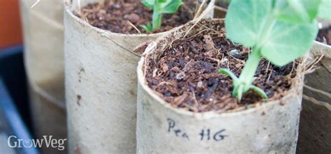 Seed Sowing Using Recycled Containers