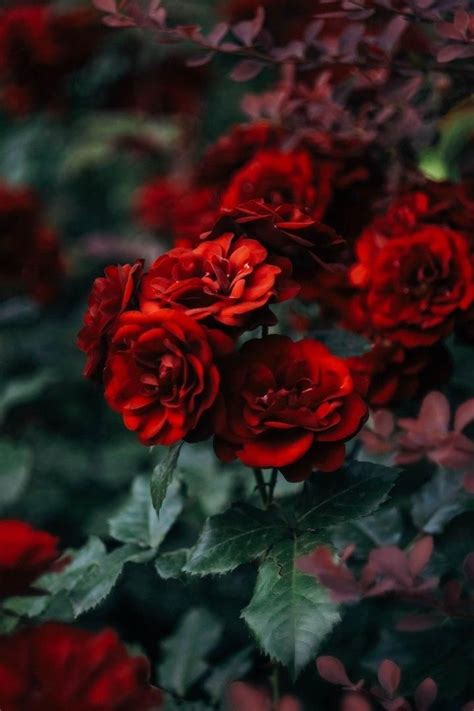 Including roses price, hybrid roses, roses colors, and how to get roses, how to get gold rose, and more! 「Розы」おしゃれまとめの人気アイデア｜Pinterest ｜Людмила | 壁紙 花、鲜花、壁紙
