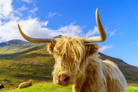 Highland Cow In The Isle Of Skye Stock Image Image Of Nature Grass