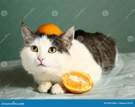 Siberian Cat In Funny Orange Hat Stock Photo Image Of Humor Front