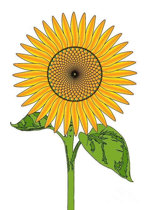 Giant Bright Sunflower Drawing Digital Art By Bigalbaloo Stock Fine