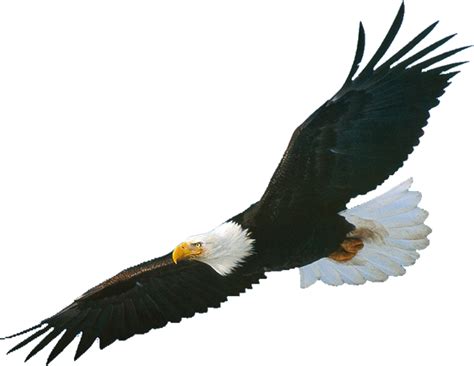 American Eagle Png Png Image Collection