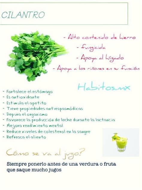 Beneficios Del Cilantro By Habitos Beneficios De Las Verduras