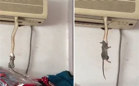 If you want to kill rats that are inside your house, you must get rat traps. Watch: Rat becomes snake's snack after serpent comes out ...