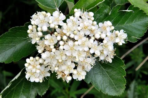 The norway maple differs from the field maple and sycamore in that its lobes and teeth have finely pointed tips. North Fife: Whitebeam North Fife