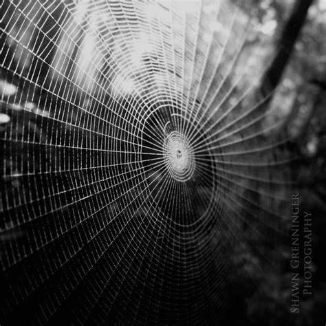 Web By Shawn Grenninger 500px Spider Web Illusion Photography