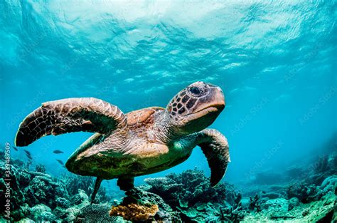 Green Sea Turtle Swimming Among Colorful Coral Reef In Beautiful Clear