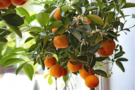Clementine Tree For Sale