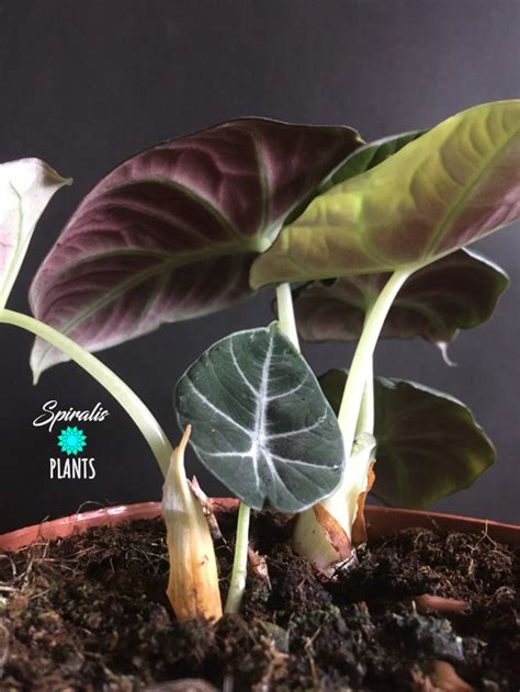 Alocasia black velvet is as exotic as it is dramatic. Alocasia reginula 'Black Velvet' UK • Spiralis Plants ...