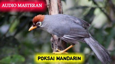 Cara membedakan paud blackthroat jantan dan betina. Poksay Mandarin Jantan Dan Betina Om Kicau - Bali