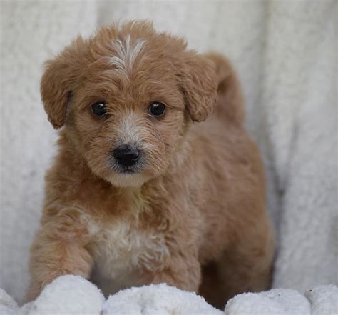 I love cute labradoodle puppies! Australian Labradoodle Puppies for Sale - September 2019 ...