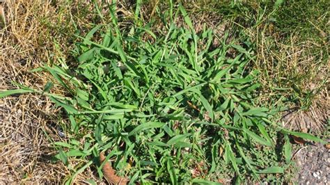 Garden Expert Here S How To Stop Crabgrass From Taking Over Lawn