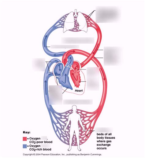Pulmonary Circuit And Systemic Circuit Diagram Quizlet