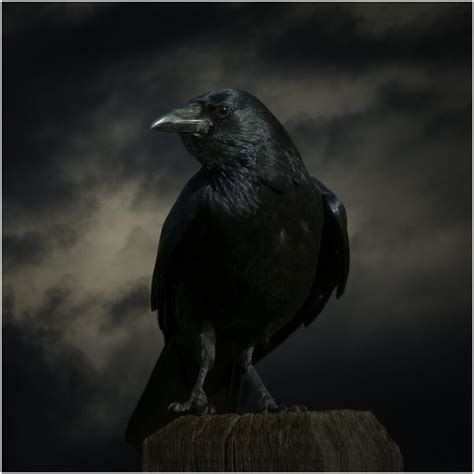 What is the Spiritual Meaning of Seeing Crows? + Myths & Dream ...
