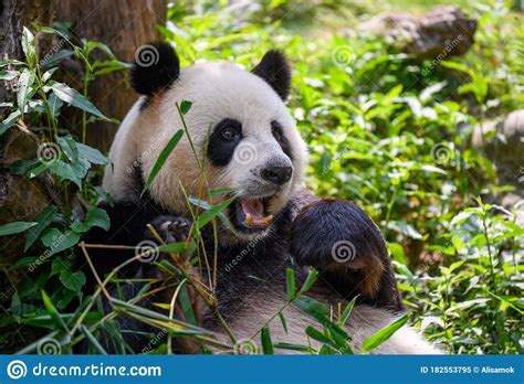 Cute Panda Eating Bamboo Leaves Stock Image Image Of