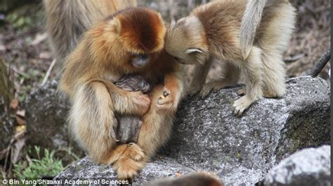 Scientists Capture Incredible Moment Primates Help Their Companion Give