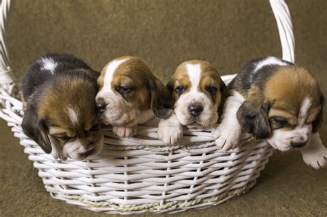 The pedigrees of the beagle corgi mix are uncertain, but their information can be gained from the parent's breeds. Things You Must Know About the Beagle-Labrador Retriever Mix