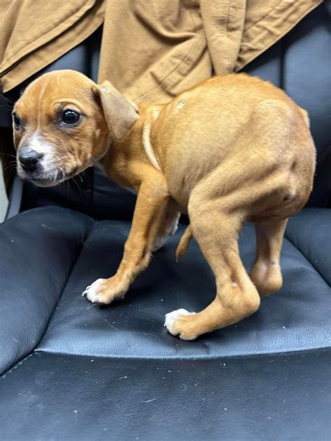 Pa Animal Shelter Seeks Help For ‘emaciated Puppies Found In Box On